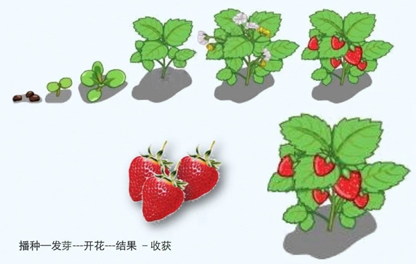 【防疫科普】如何利用園藝療法保持復(fù)工后身心健康？