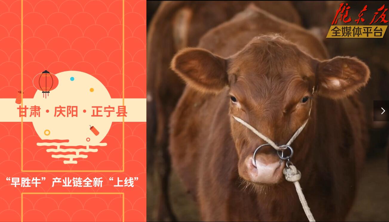 【慶陽(yáng)視頻】目標(biāo)20萬(wàn)頭！正寧縣打造西北肉牛養(yǎng)殖大縣