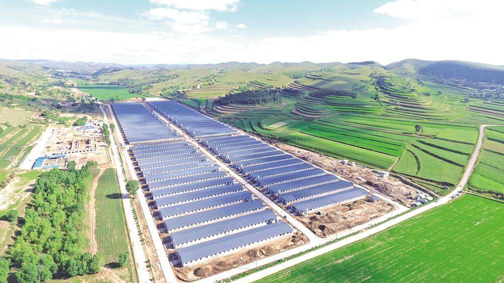 環(huán)縣雙廟20萬只肉羊育肥場俯瞰，