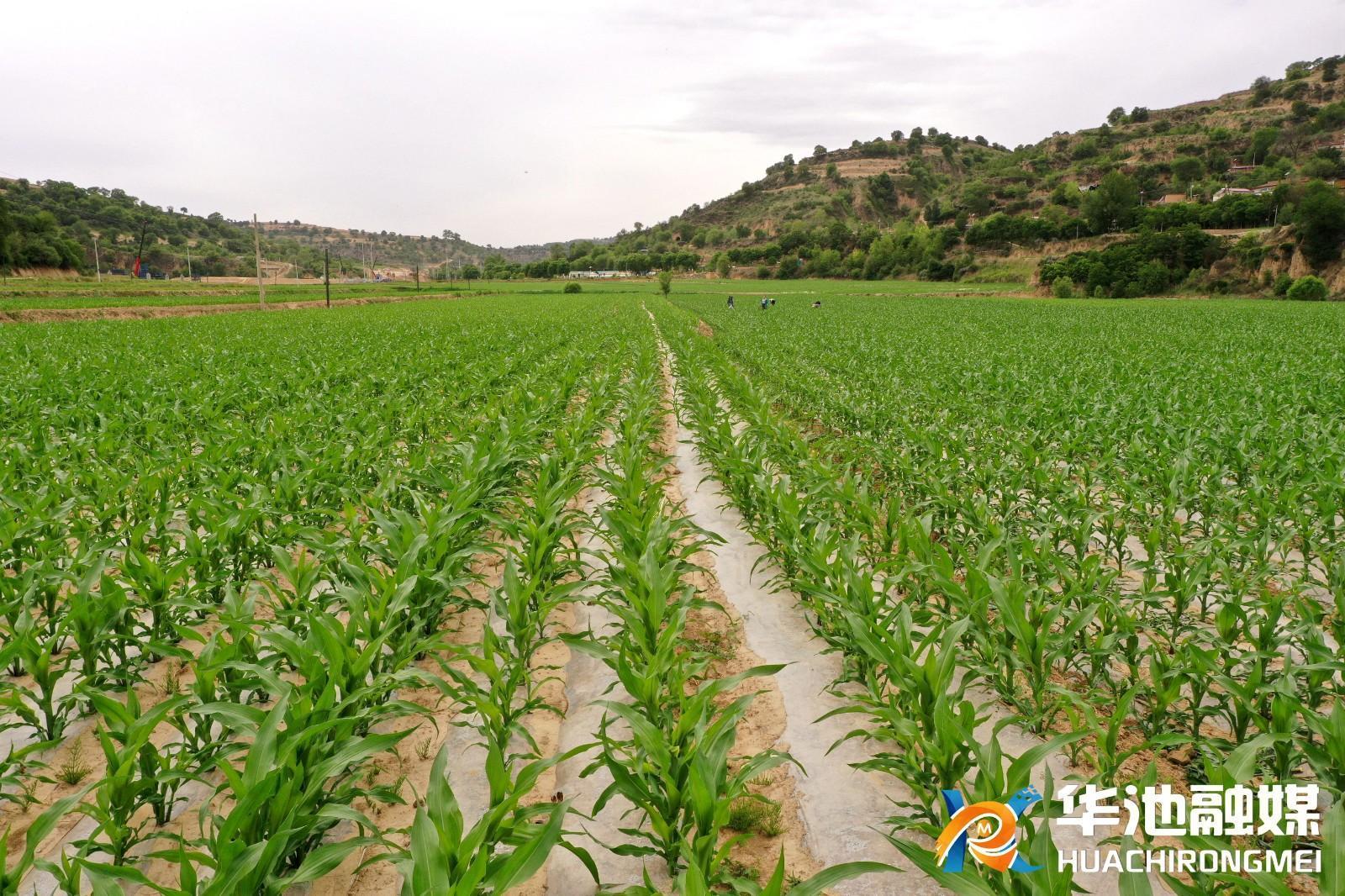 華池：建設高標準農田 為農業(yè)高質量發(fā)展賦能