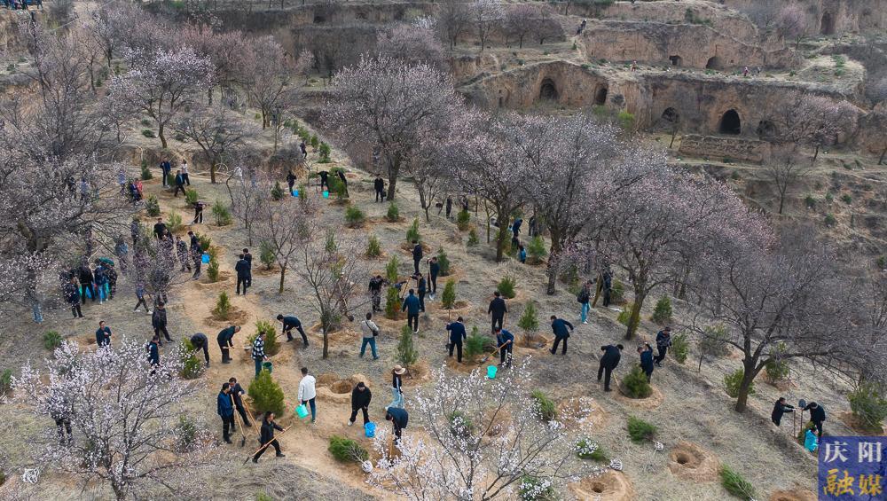 【攝影報道】再植新綠！慶陽市開展2025年義務(wù)植樹活動
