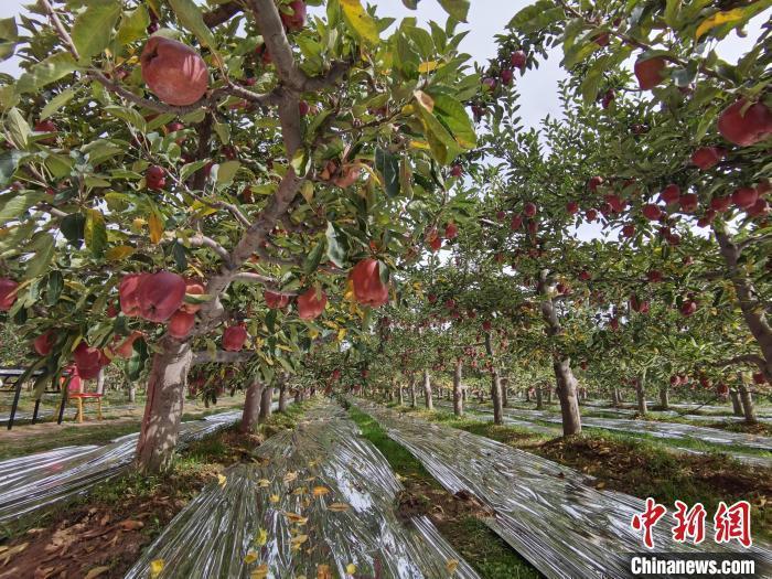 花牛蘋果故鄉(xiāng)讓天水花牛“更?！?>

                        <div   id=