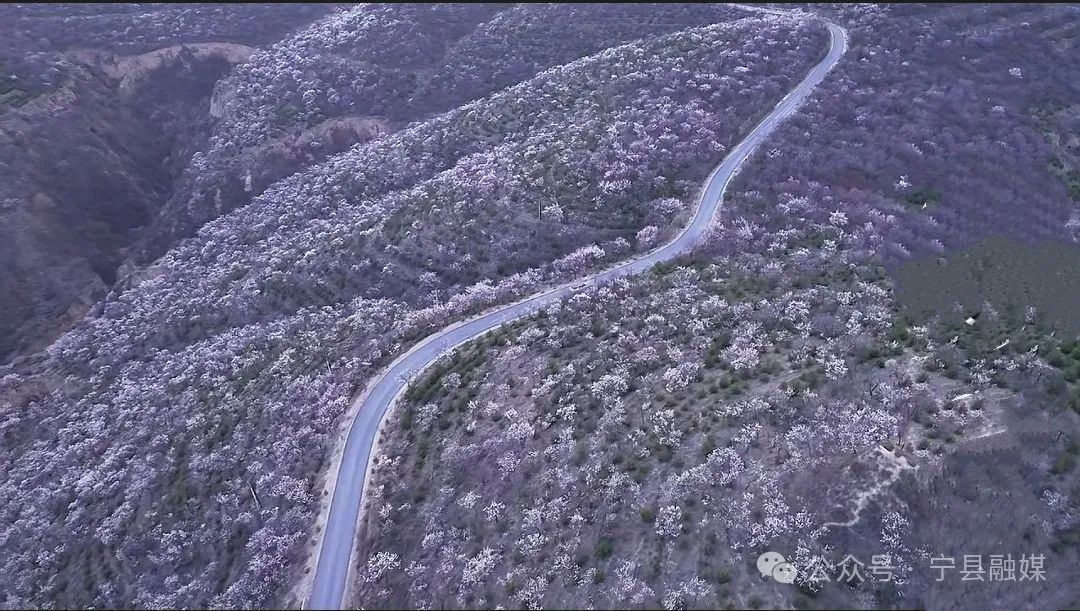 寧縣：滿城盡染胭脂色