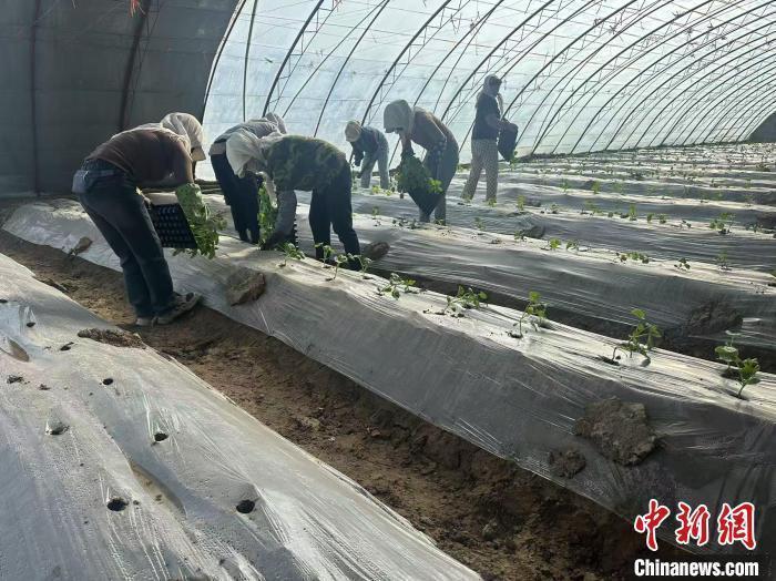 甘肅瓜州育“甜蜜”新苗，飄香絲路