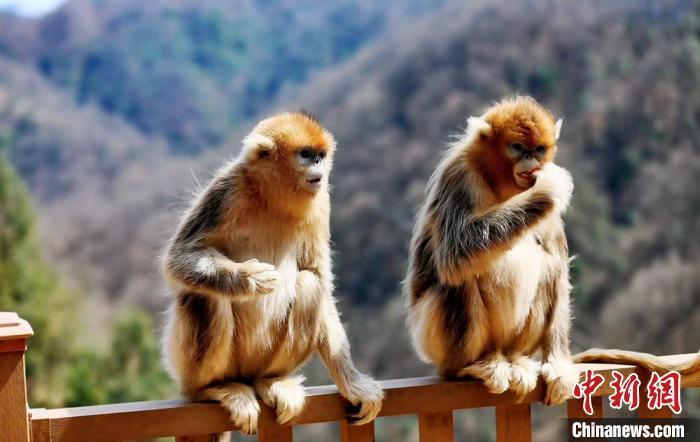隴上江南發(fā)出“雙請柬”：鄉(xiāng)野有風景亦有“錢”景