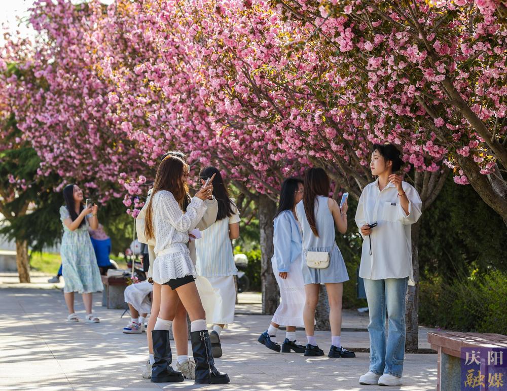 【攝影報道】 春日西峰，櫻花如詩，市民共赴浪漫花事
