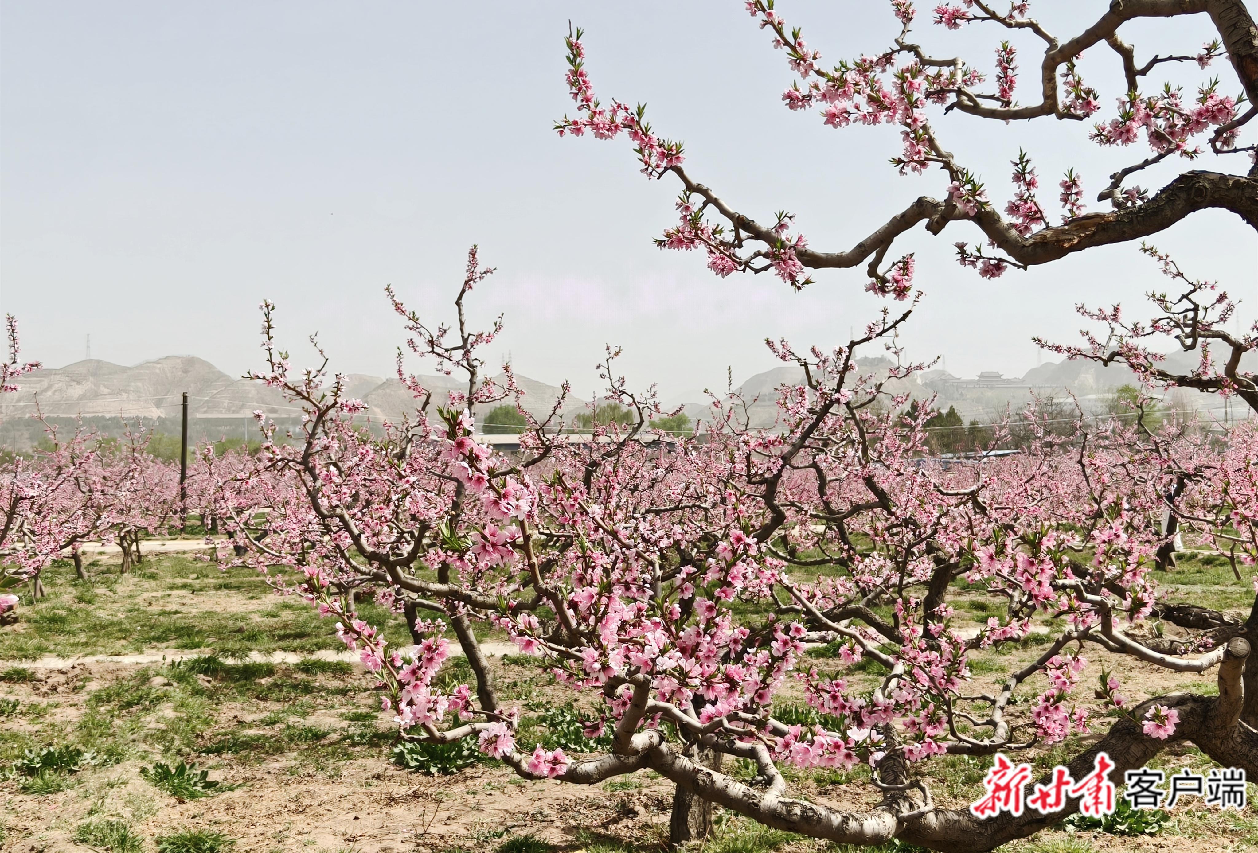 十里桃花始盛開(kāi)！蘭州市第42屆桃花會(huì)開(kāi)幕