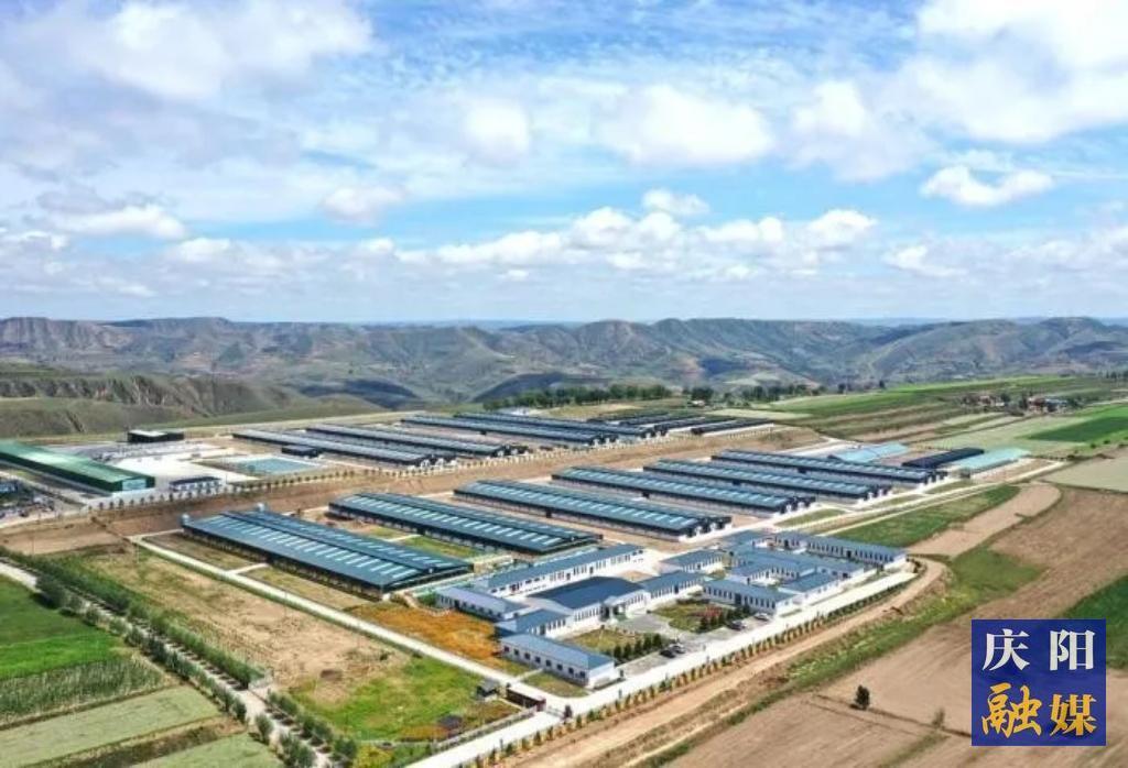 【報(bào)效祖國 建功西部】黃土地上的羊業(yè)逐夢人：李國智和他的科技團(tuán)隊(duì)