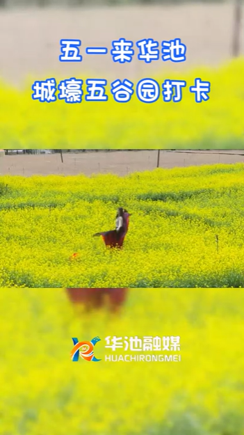 【五一游慶陽(yáng)】歡迎來(lái)華池城壕五谷園打卡?。?>

                        <div   id=